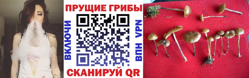 Галлюциногенные грибы GOLDEN TEACHER  Купить где  Кизилюрт 